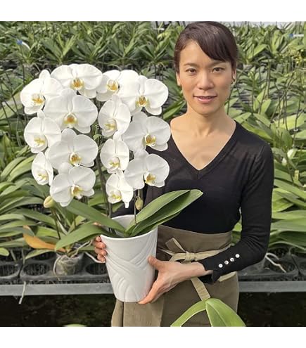 洋ラン 蘭 タケノコ蘭 Clowesia Queen no33 花付き Amazon｜洋ラン 蘭 タケノコ蘭 Clowesia Queen no33 花付き｜フラワー